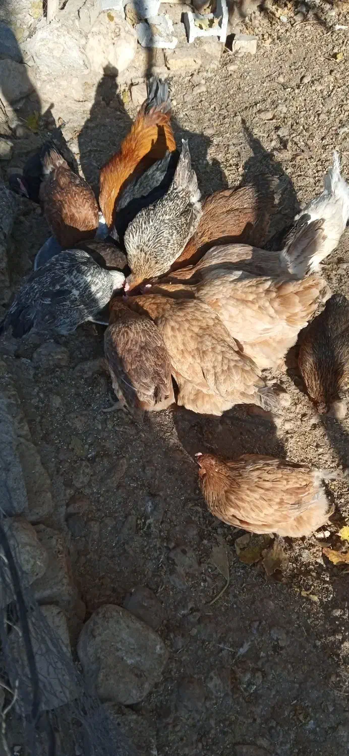 مرغ|پرنده|خرامه, |دیوار