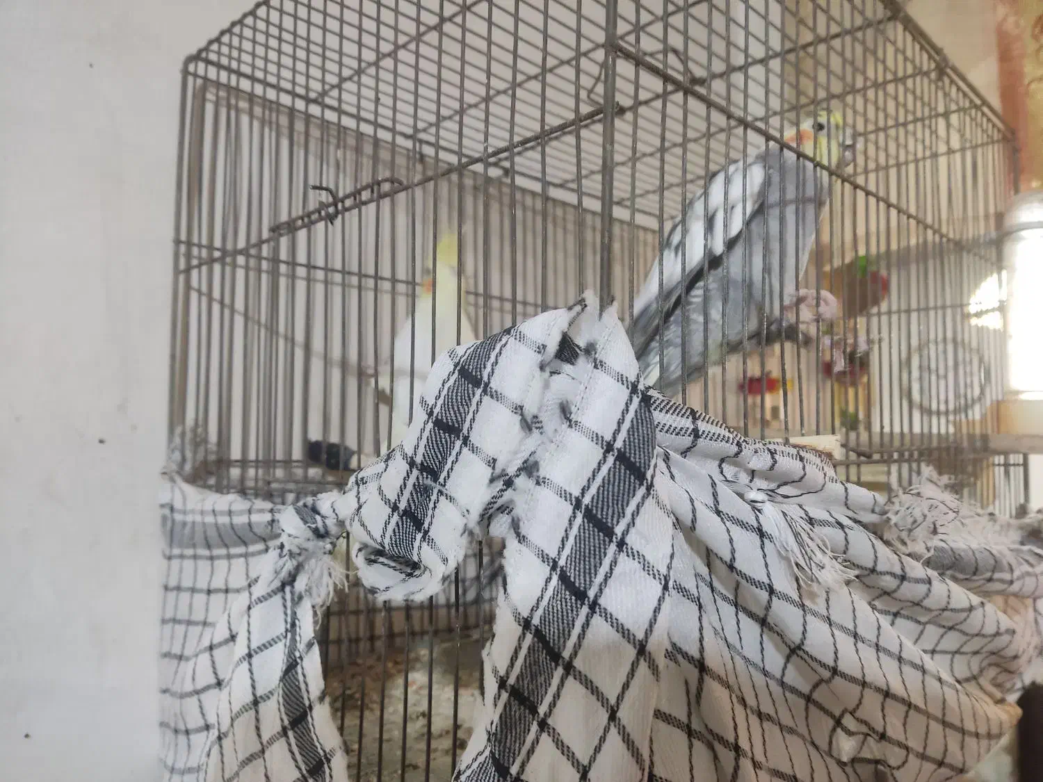 عروس هلندی جفت|پرنده|کرج, شهرک سهرابیه|دیوار