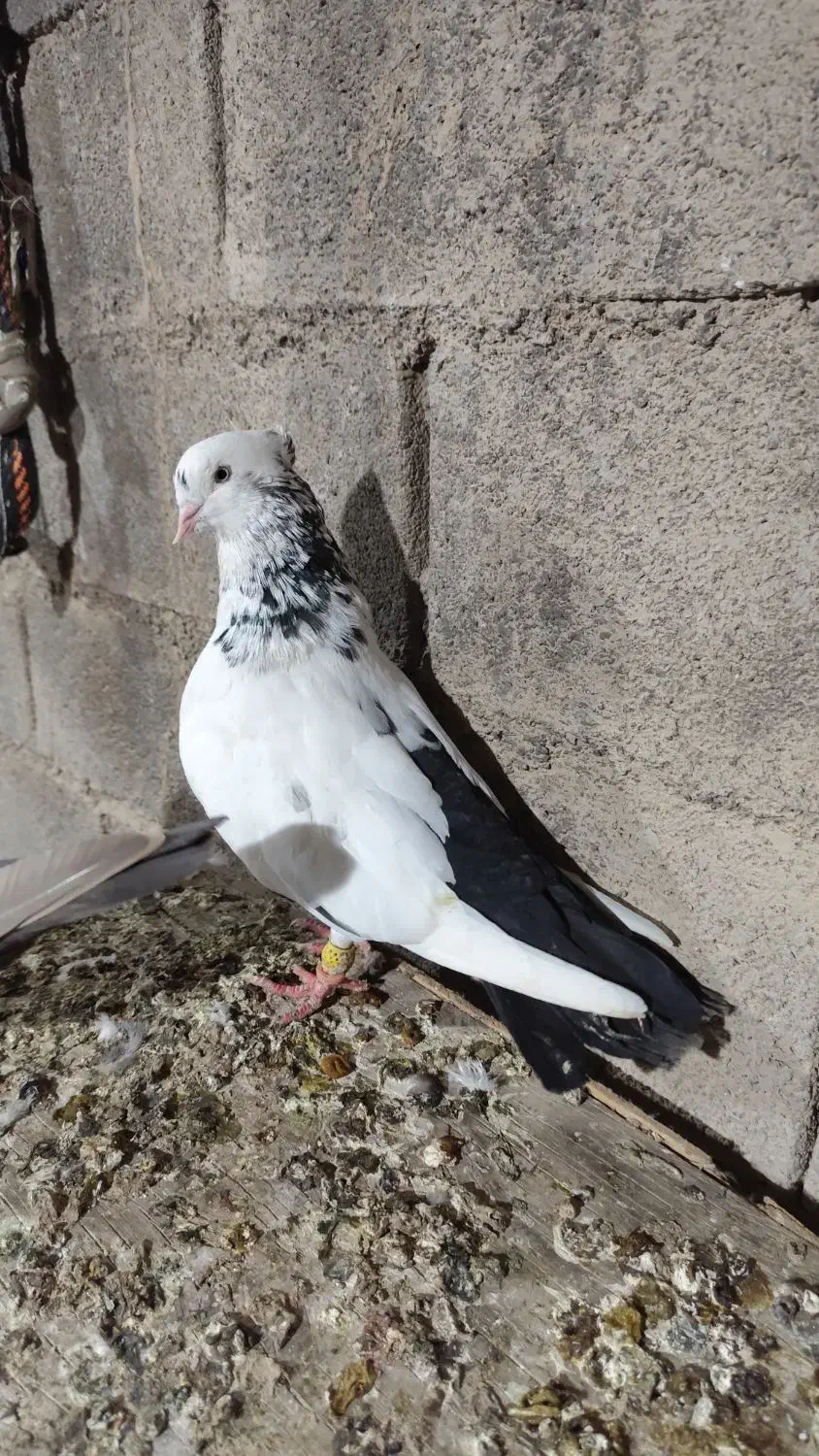 کفتر امیدیه|پرنده|بندر ماهشهر, |دیوار