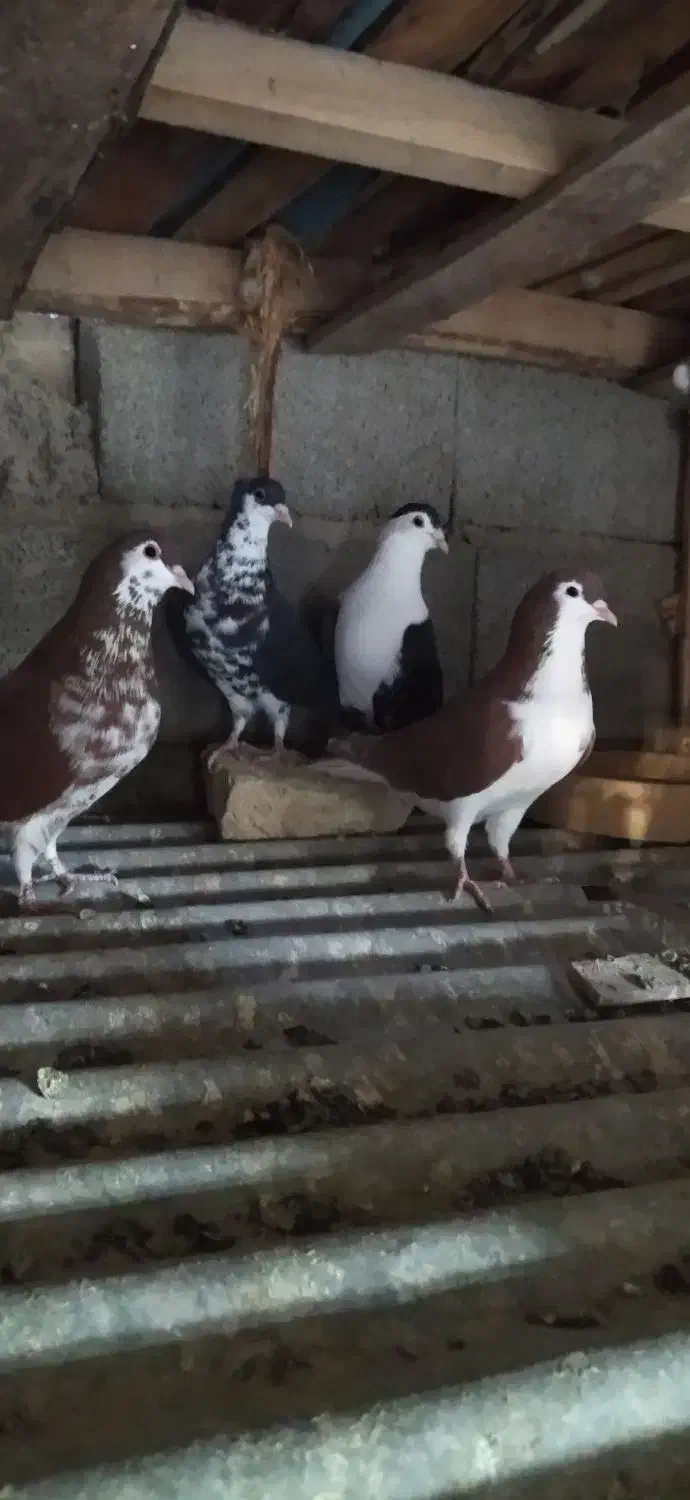 کبوتر رنگ|پرنده|سراوان, |دیوار