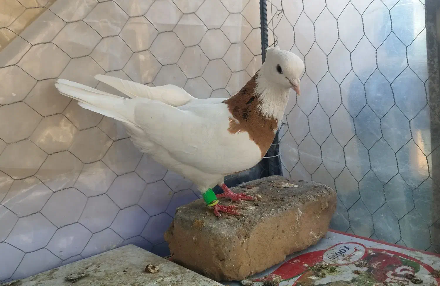 طوقی زرد خال سیاه ، هفت‌رنگ خطی...|پرنده|قزوین, |دیوار