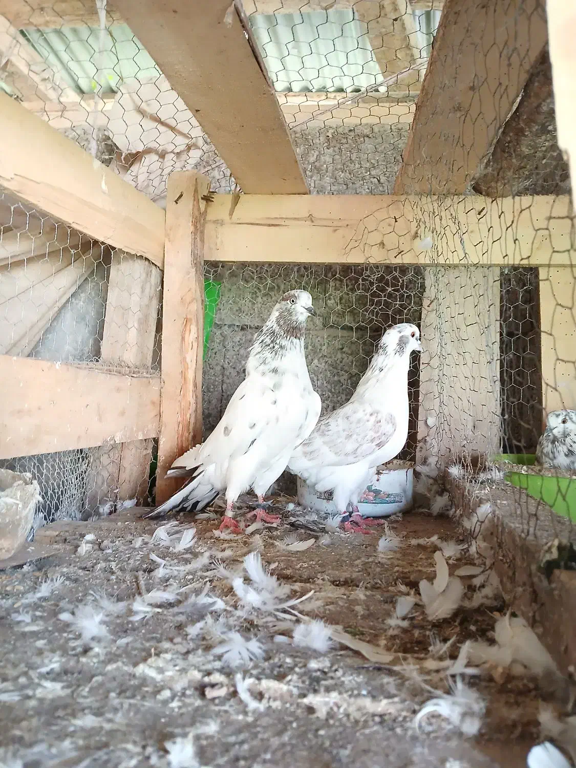 کبوتر|پرنده|کوچصفهان, |دیوار