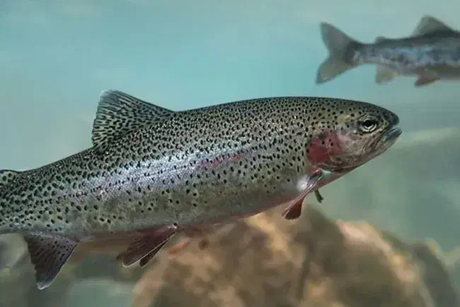 انواع‌ماهی‌گرمابی‌‌‌و‌سرد‌ابی|خوردنی و آشامیدنی|رشت, چله خانه|دیوار