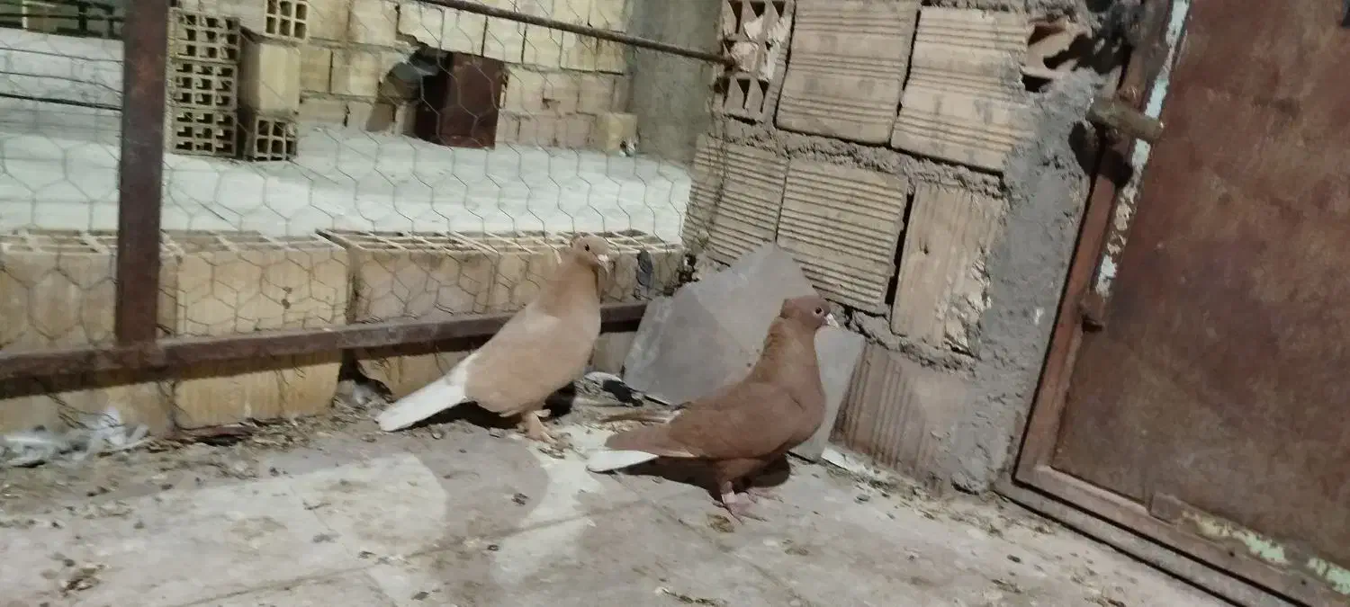 زردم سفید کرمانی کاکلی|پرنده|بیرجند, |دیوار