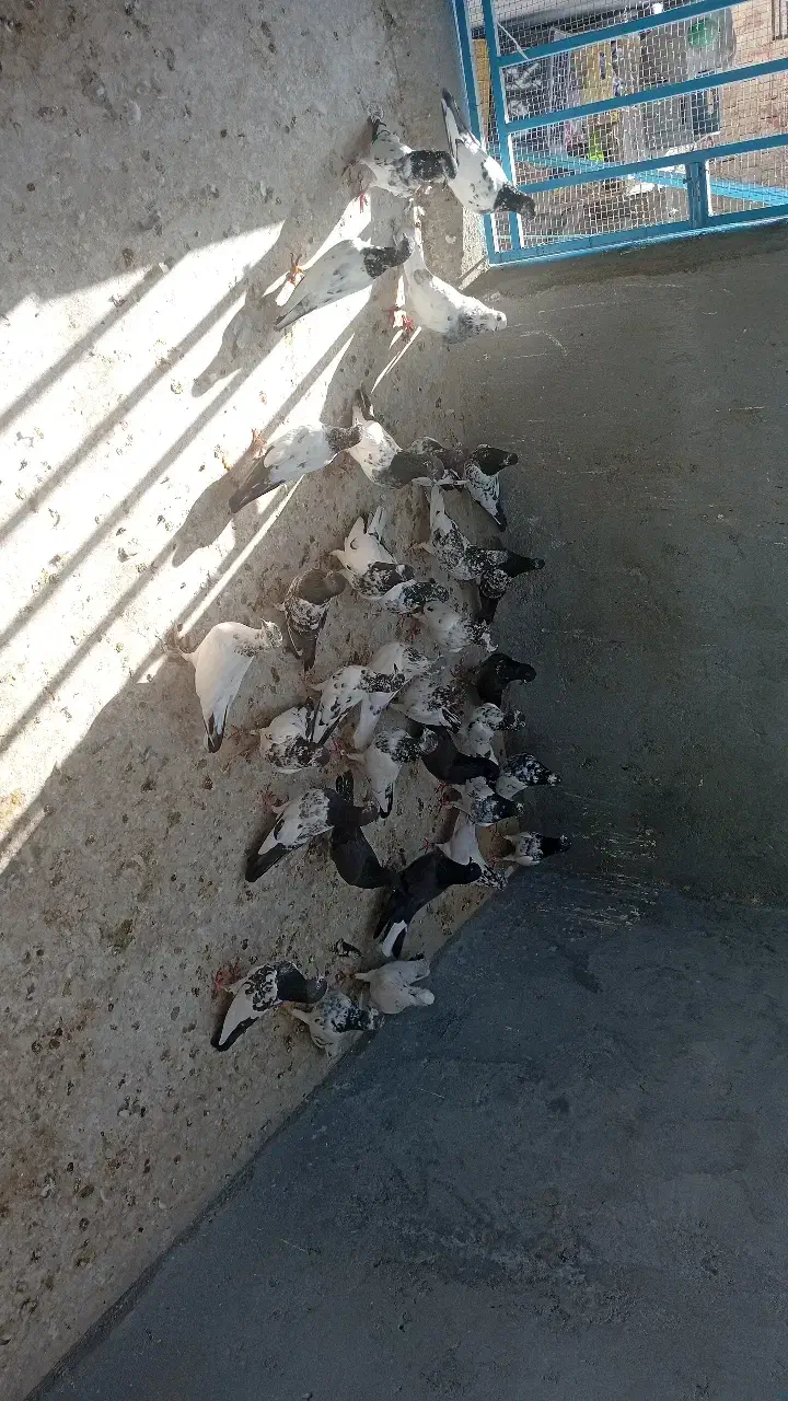 کفتر|پرنده|قشم, |دیوار