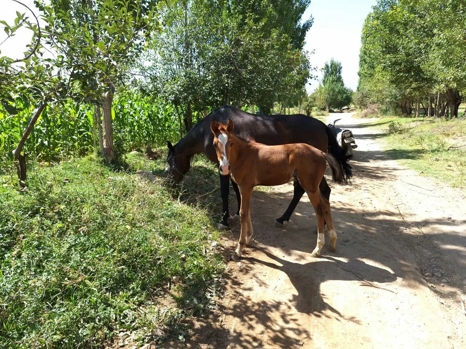 فروش مادیان خیلی نجیب آرام|اسب و تجهیزات اسب‌سواری|گلپایگان, |دیوار