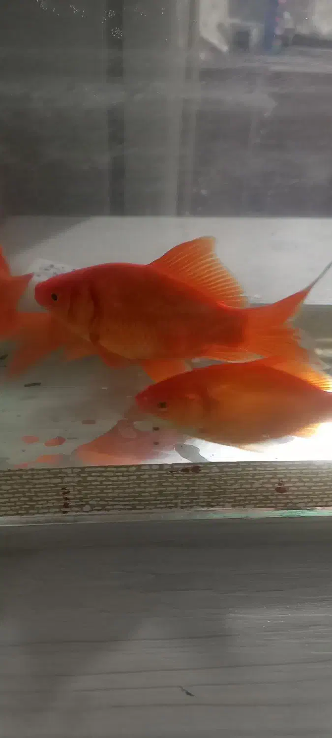 ماهی قرمز|ماهی|خان ببین, |دیوار