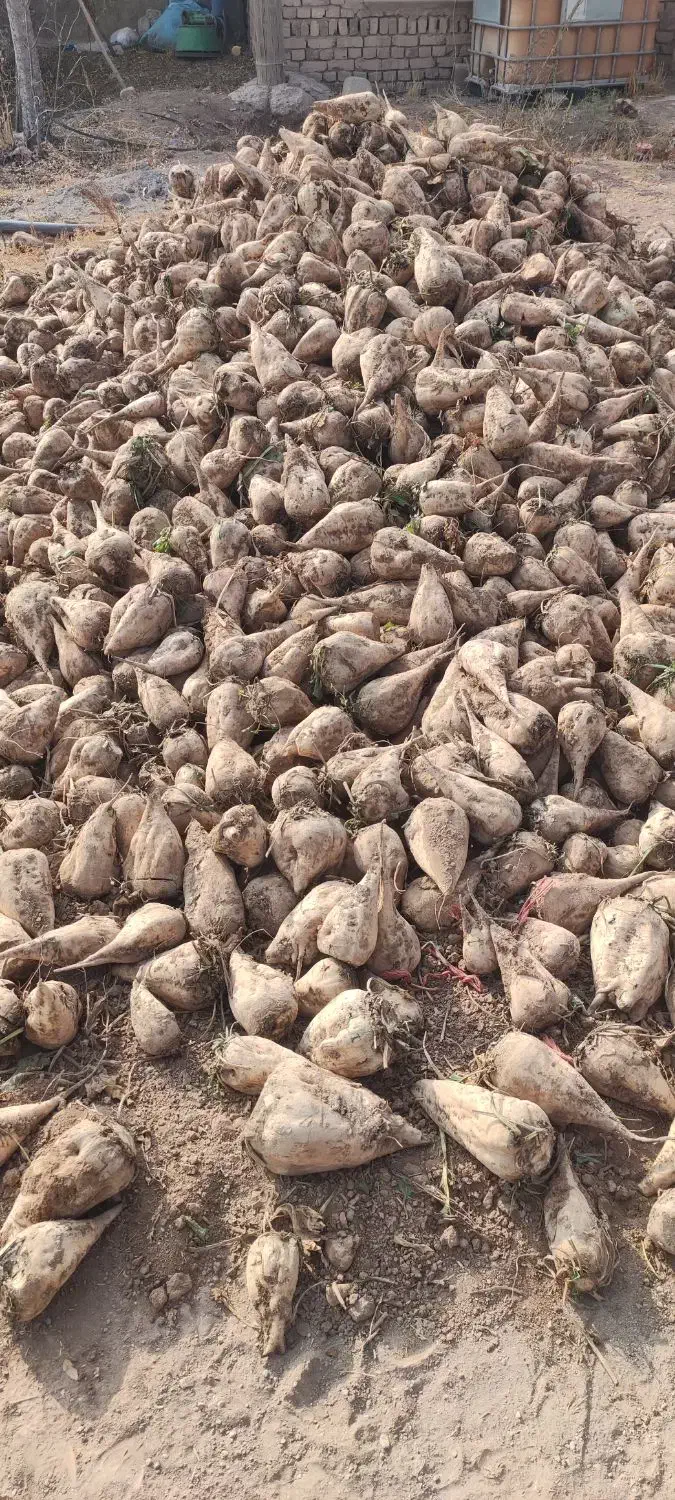 چغندر قند|حیوانات مزرعه|بشاریات, |دیوار