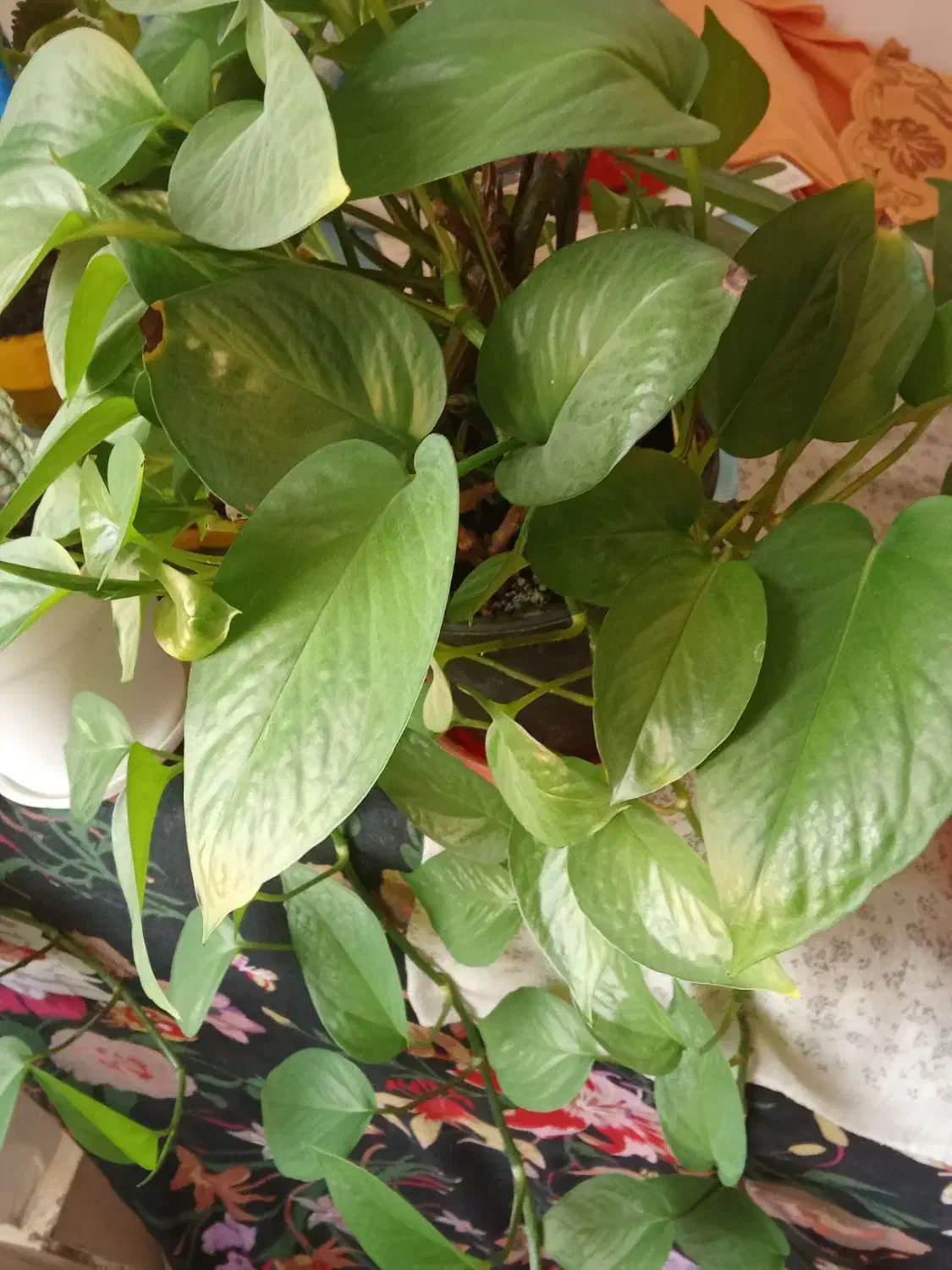 گل های خوشکل آپارتمانی|گل و گیاه طبیعی|بیرجند, |دیوار