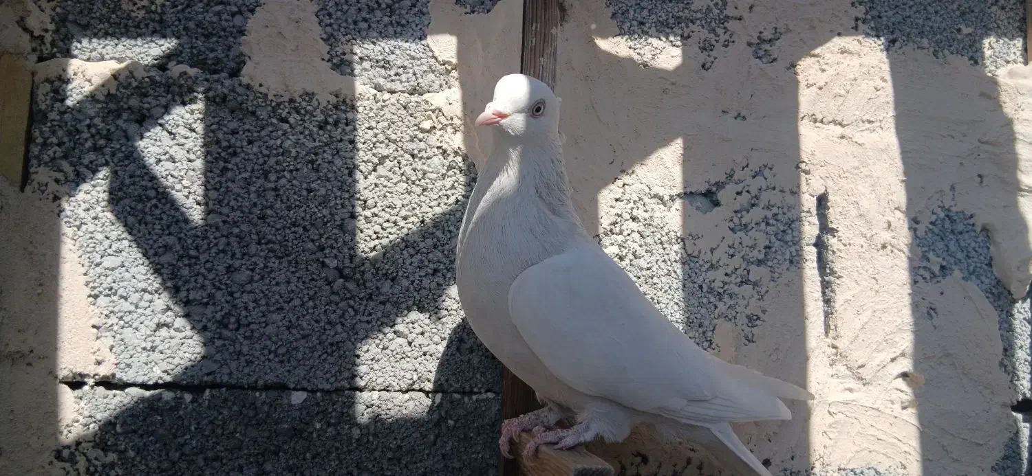 ماده طوقی|پرنده|جهرم, |دیوار