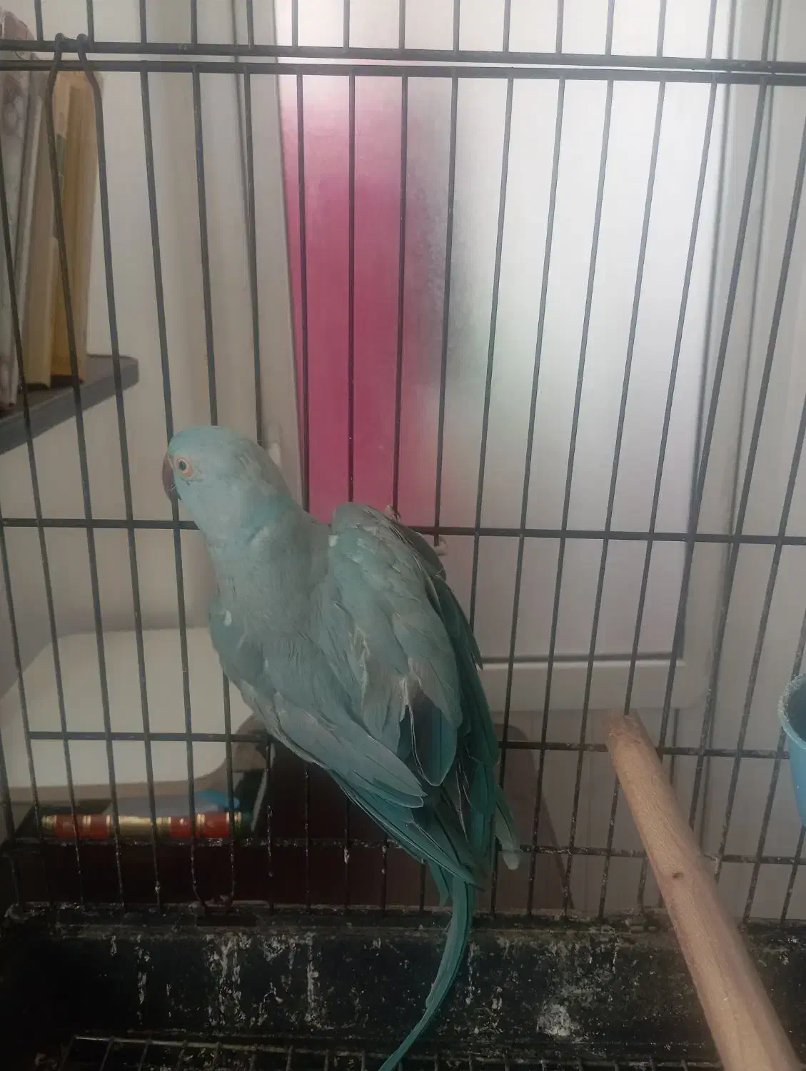 جفت ملنگو آبی|پرنده|قم, حاج زینل|دیوار