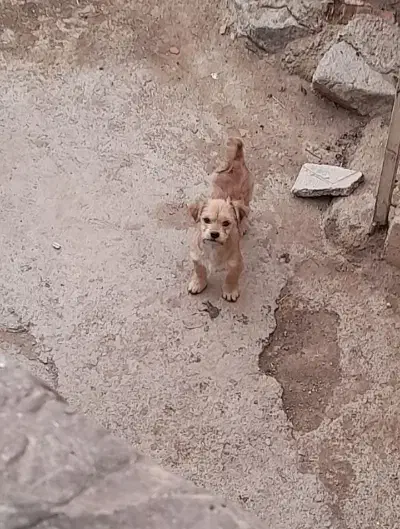 سگ پاکوتاه|سگ|محمدیه-قزوین, |دیوار