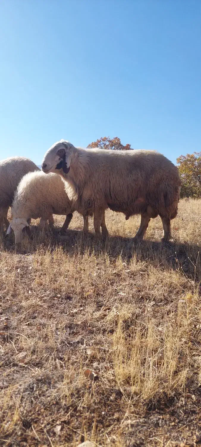 قوچ سنجابی بختیاری دورگه|حیوانات مزرعه|گهواره, |دیوار