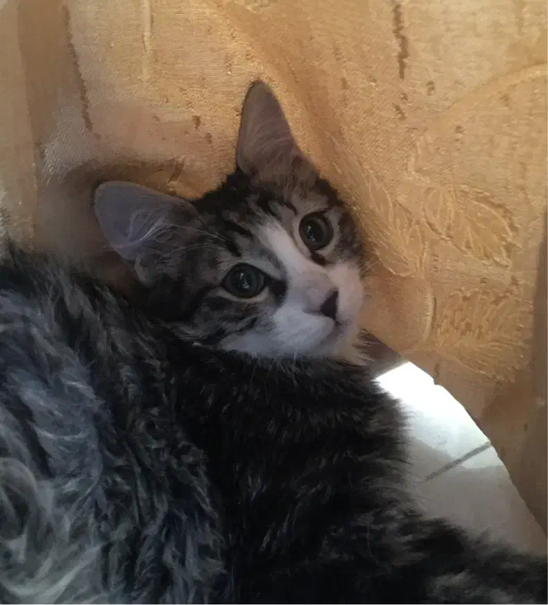 واگذاری گربه|گربه|اراک, |دیوار