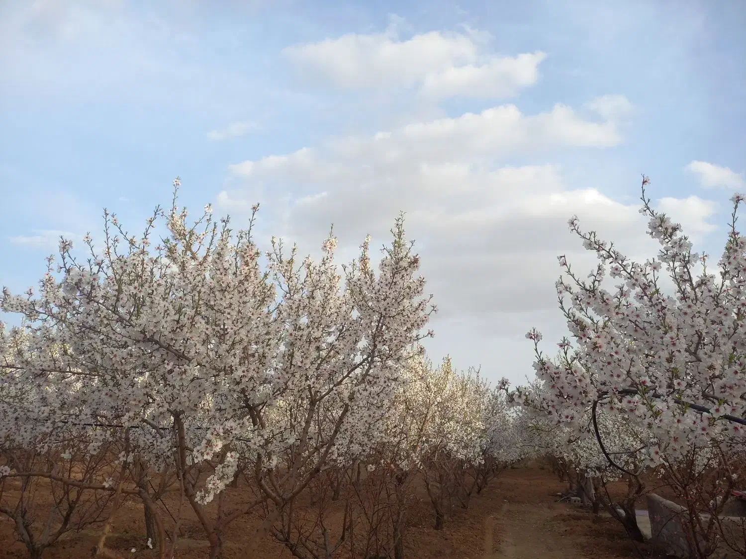 باغ بادام و تفریحی|فروش زمین و ملک کلنگی|تیران, |دیوار