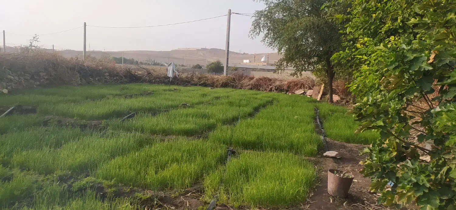 نشا پیاز قرمز آماده کاشت|خدمات باغبانی و درختکاری|دهدشت, |دیوار