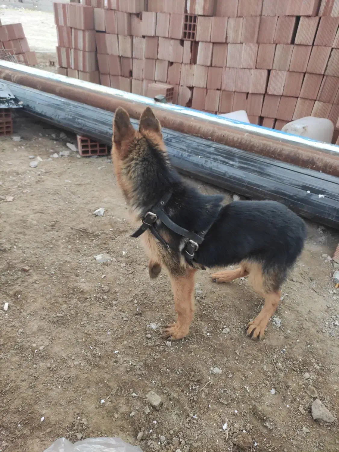 ژرمن شپرد|سگ|اردبیل, |دیوار