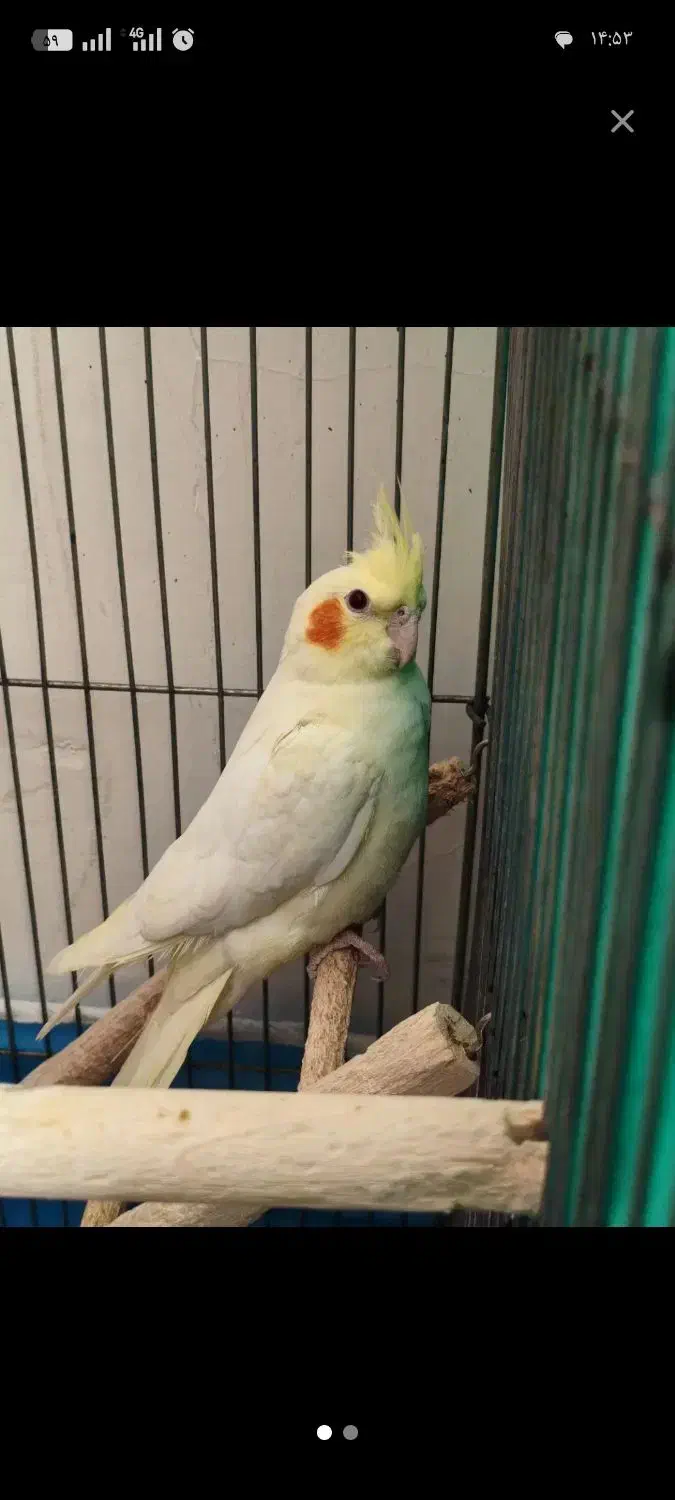 عروس هلندی پیدا شده|پرنده|آشتیان, |دیوار