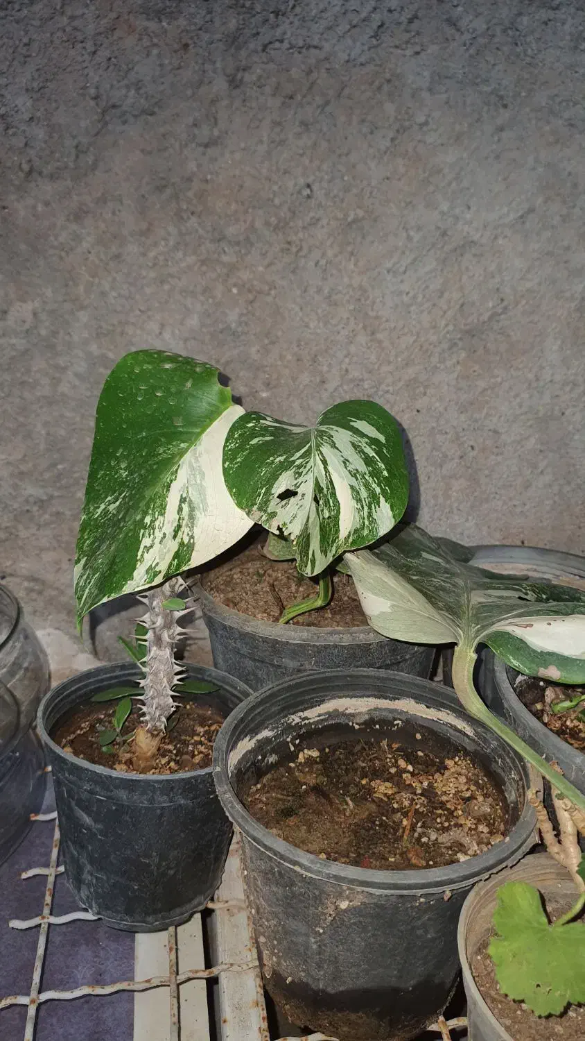 گل و گلدان سبر|گل و گیاه طبیعی|قزوین, |دیوار