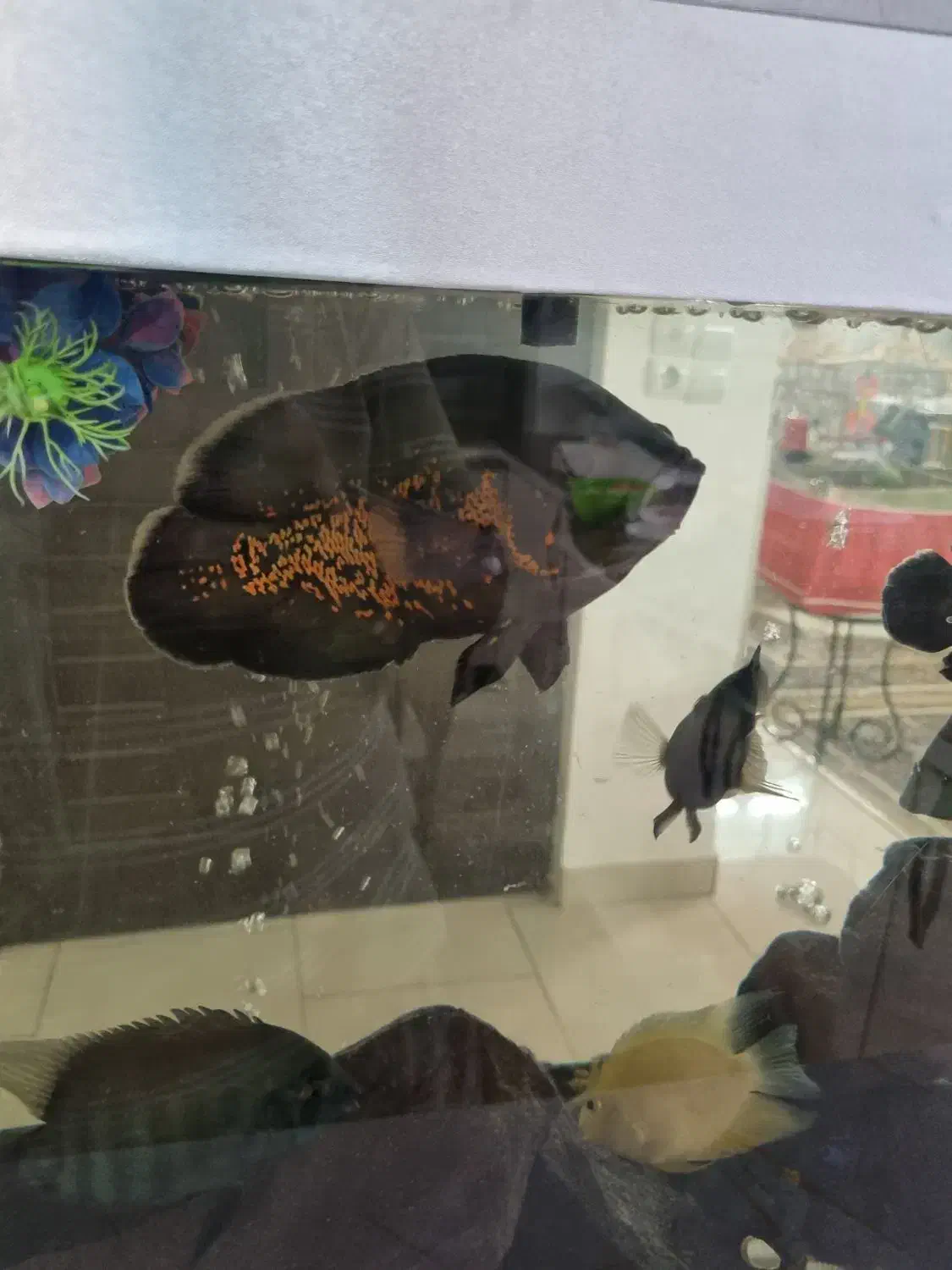 اسکار سلطنتی|ماهی|مشهد, امیریه|دیوار