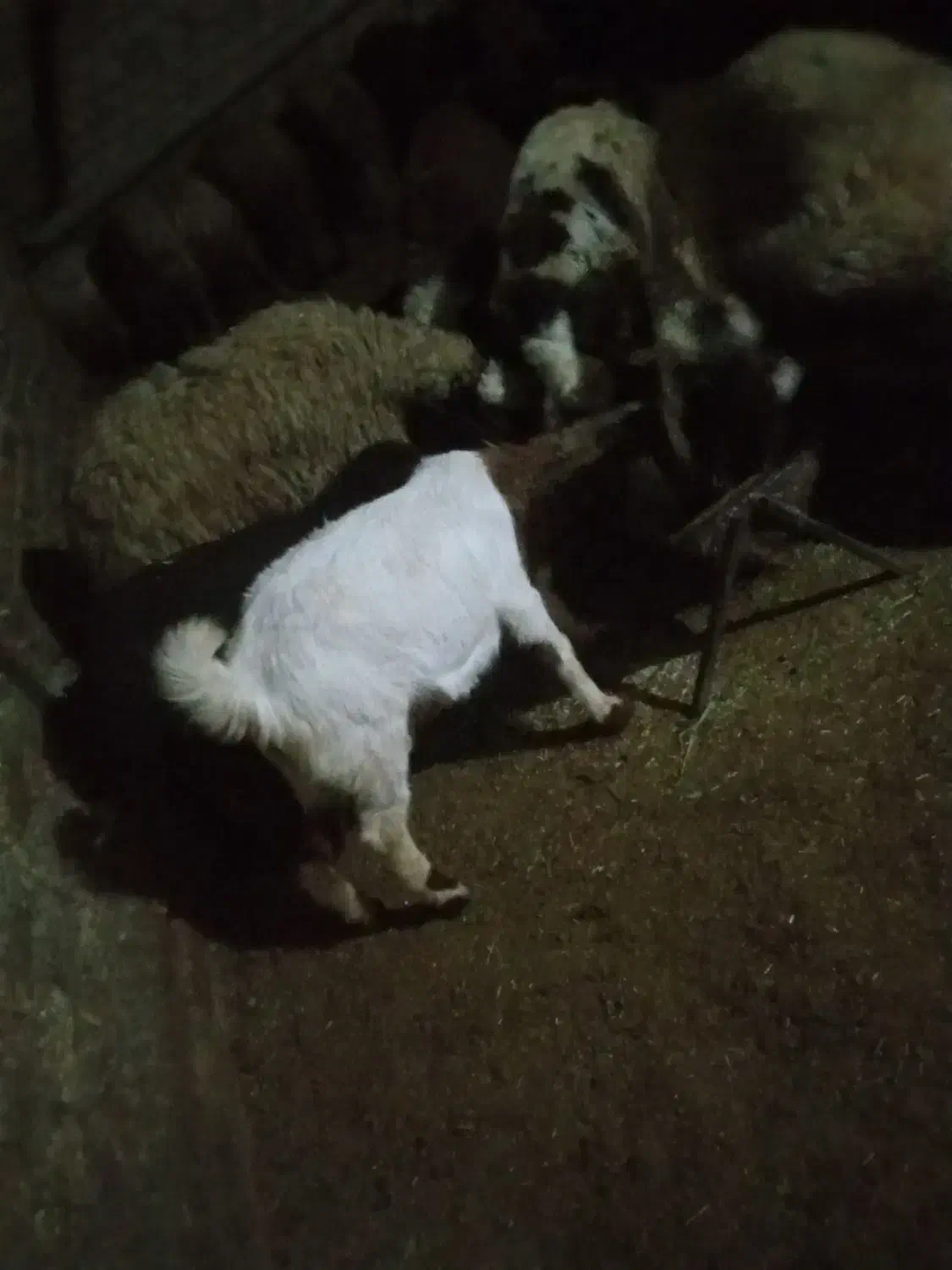 بزوبزغاله نژدی|حیوانات مزرعه|شیروان (لرستان), |دیوار