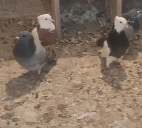 کبوتر پلاکی|پرنده|بندر گناوه, |دیوار