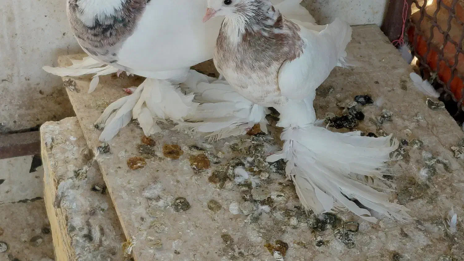 فروش کبوتر|پرنده|کوخرد هرنگ, |دیوار