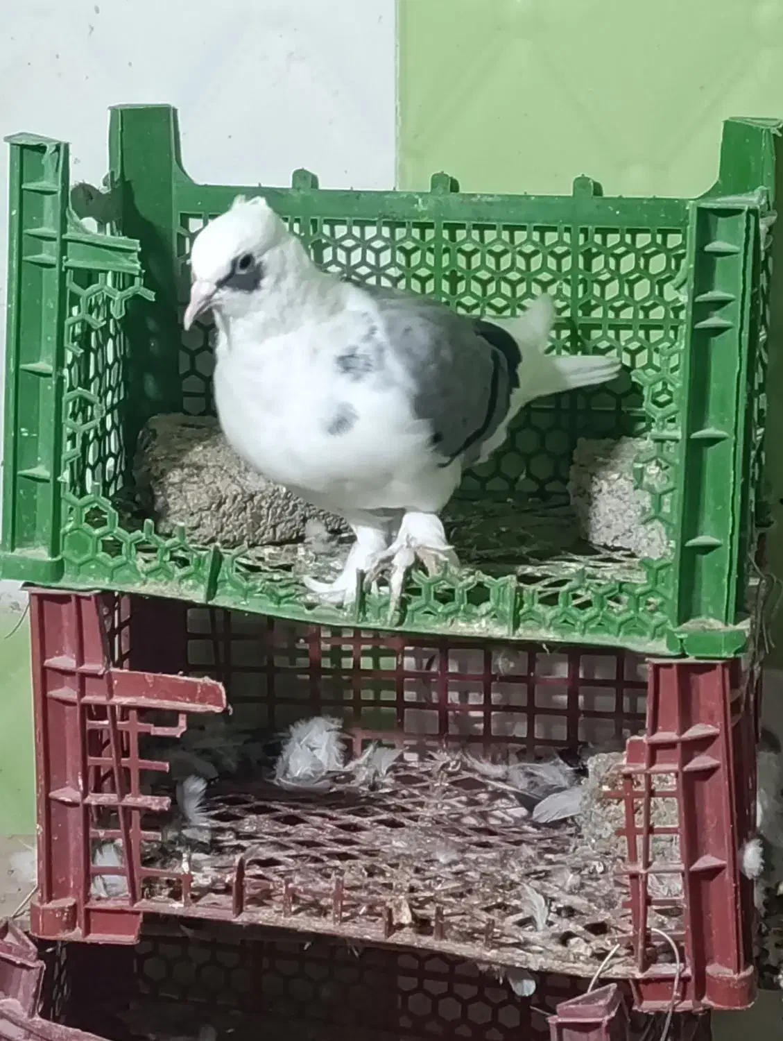 فروش دوکت سبز نر|پرنده|بندر گناوه, |دیوار