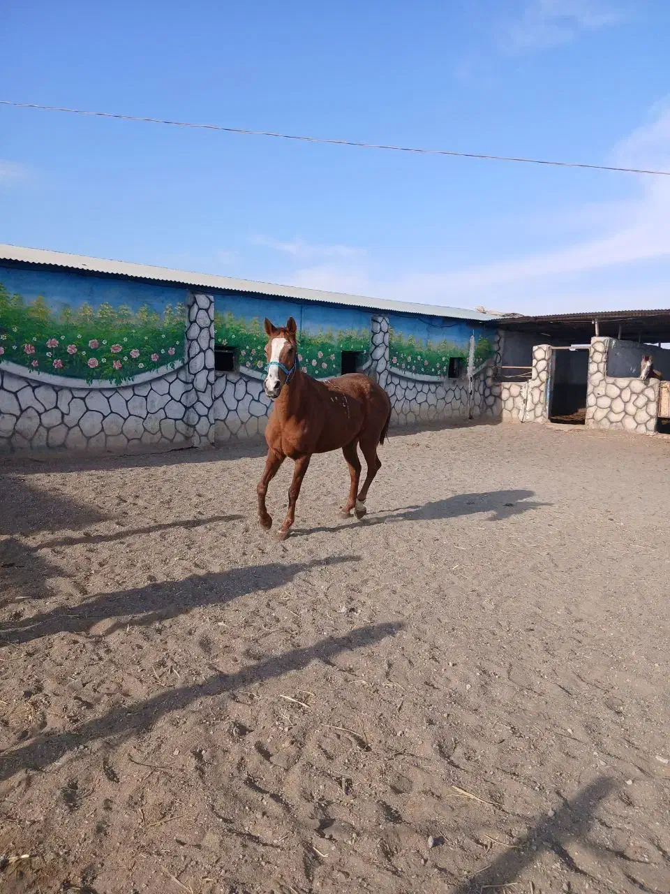 اسب ترکمن|اسب و تجهیزات اسب‌سواری|گناباد, |دیوار