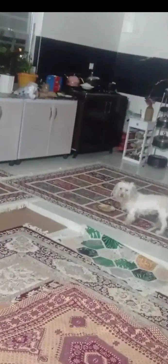 سگ مالتیز|سگ|زاهدان, |دیوار