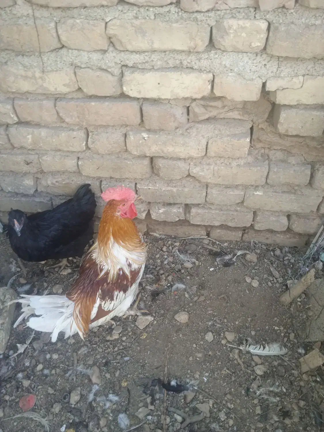 مرغ و خروس|حیوانات مزرعه|شیراز, گویم|دیوار
