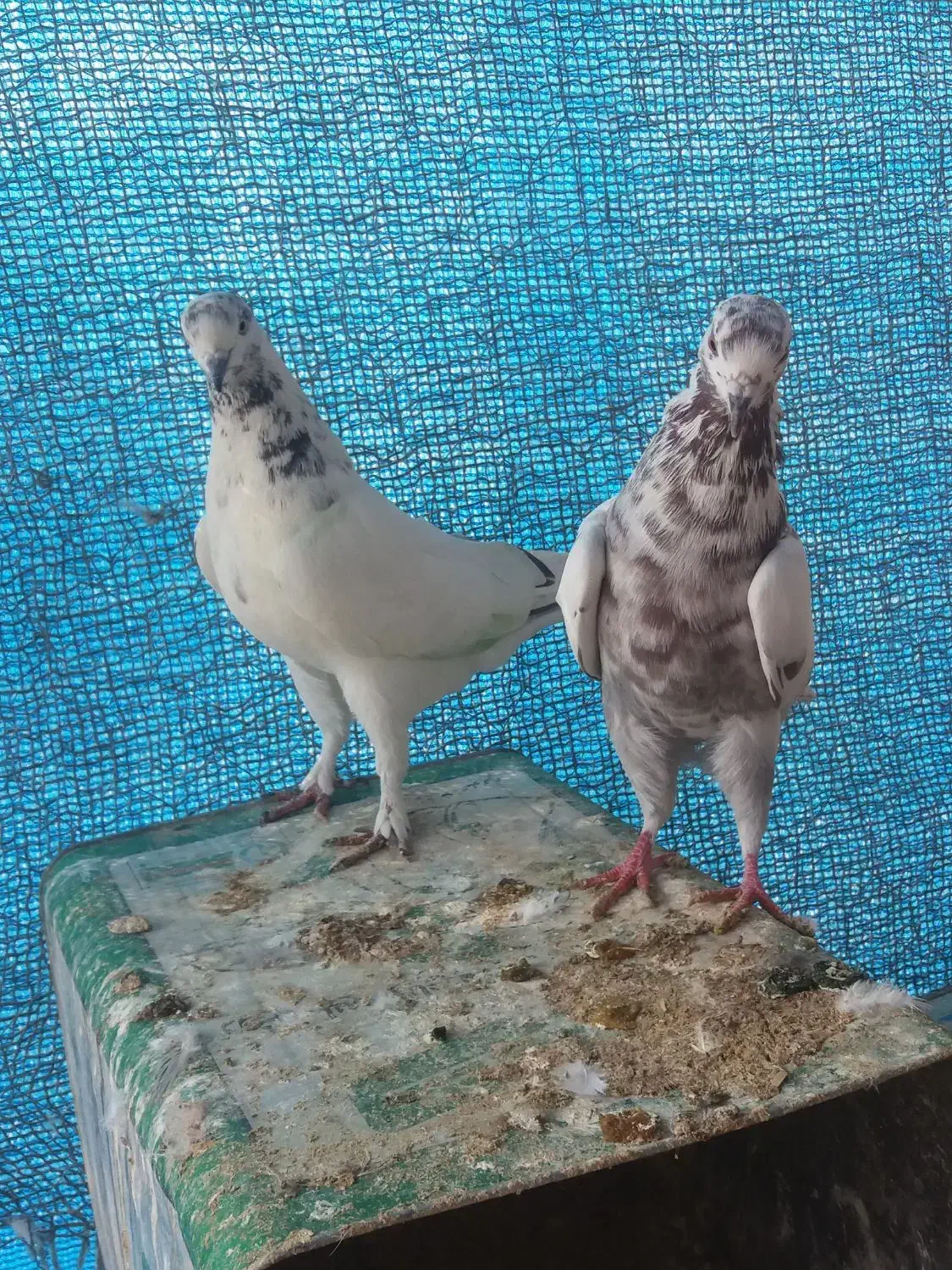 فروش ۳ عدد ماده|پرنده|اصفهان, باغ فدک|دیوار