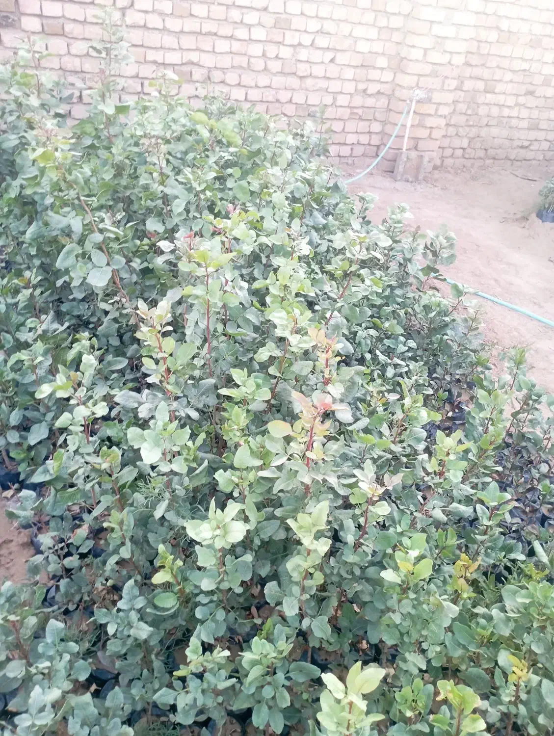 نهال پسته قیمت دانه 15 هزار تومان|گل و گیاه طبیعی|شهرآباد, |دیوار