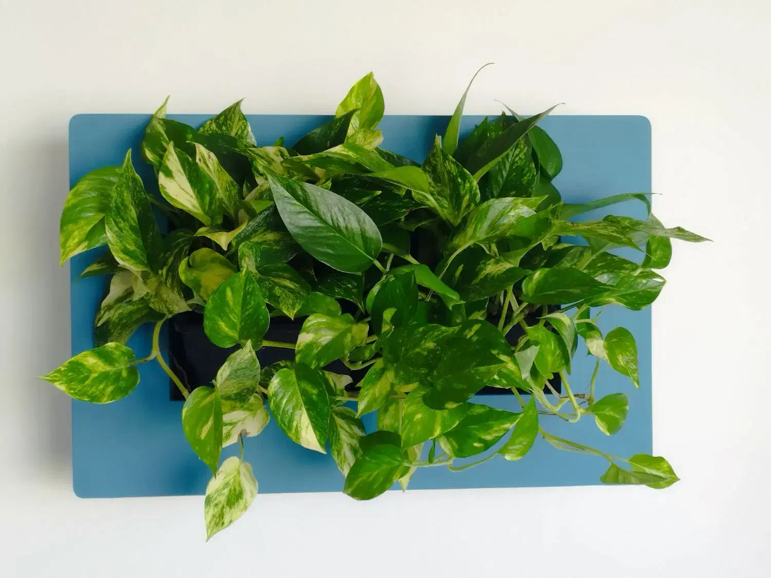 قاب دیواری پتوس|گل و گیاه طبیعی|اصفهان, پینارت|دیوار