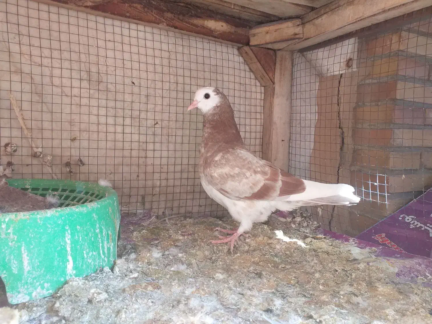 کفترتعداد۶طوق مفلق و بالغ پرشی|پرنده|فولادشهر, A4|دیوار