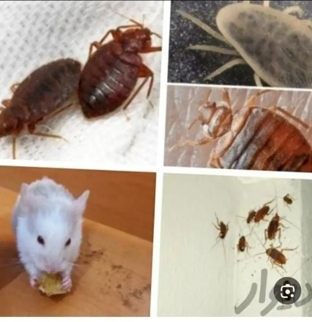 سمپاشی ساس.سوسک سم پاشی موش کنه گال و تمام حشرات|خدمات نظافت|مشهد, ولیعصر (شهرک غرب)|دیوار