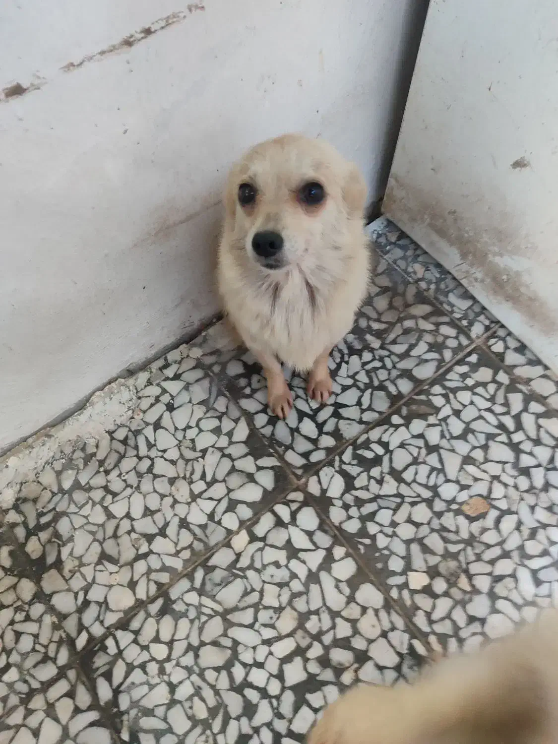 فروش پامرانین خرسی و روباهی نر و ماده|سگ|بابلسر, |دیوار