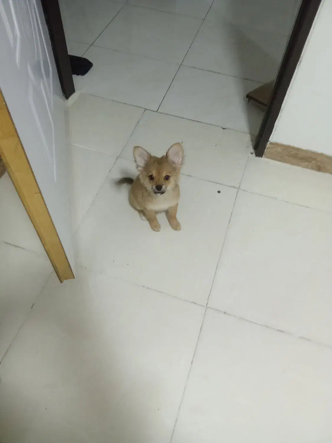 واگذاری سگ|سگ|صدرا-فارس, فاز ۱|دیوار