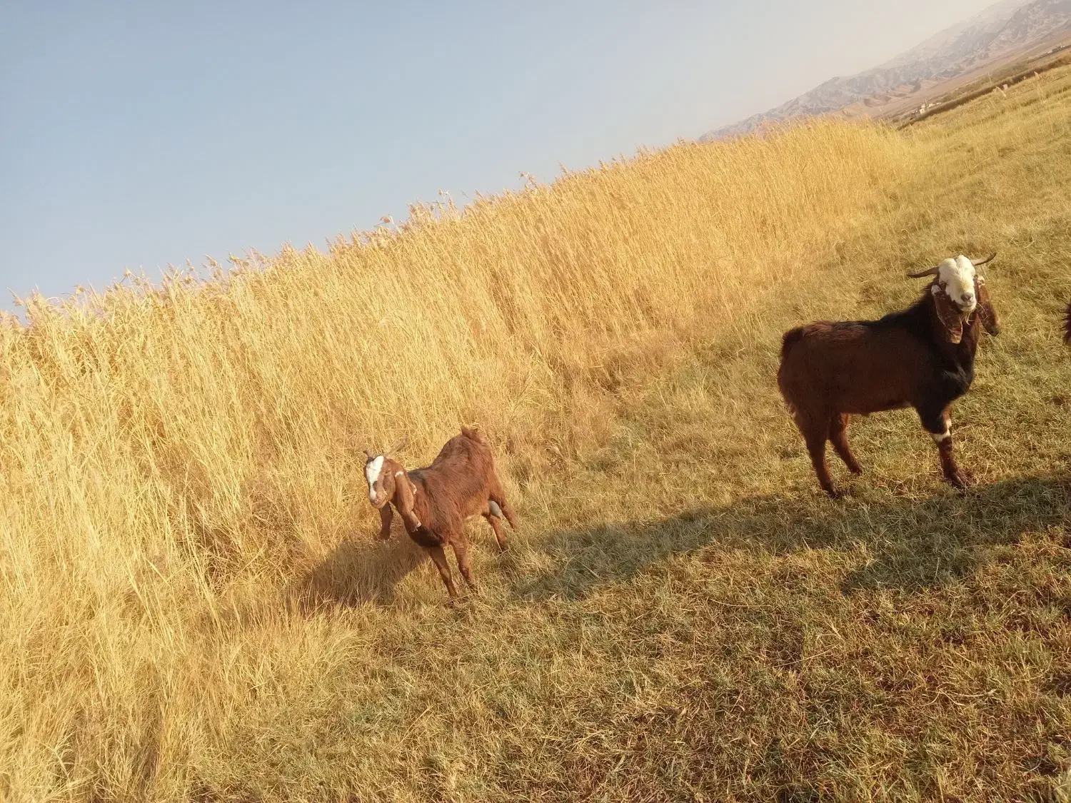 فروش یک نر پاگستانی و بزه ماده پاگستانی|حیوانات مزرعه|ماهنشان, |دیوار