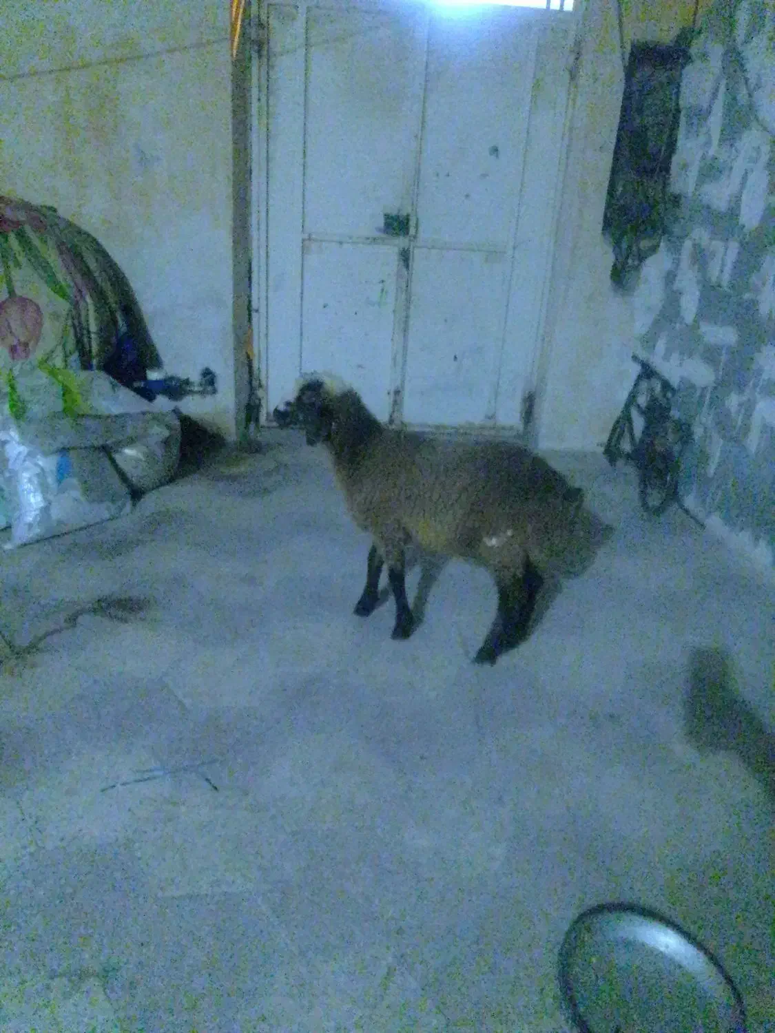 بره|حیوانات مزرعه|برازجان, |دیوار