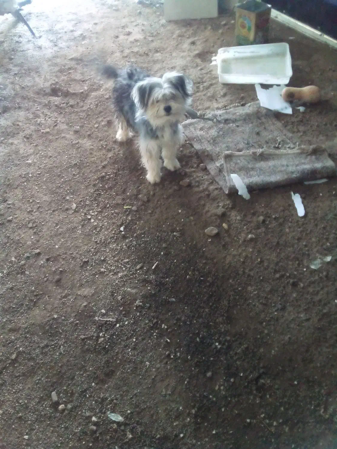 فروش سگ پاکوتاه|سگ|خرمدره, |دیوار