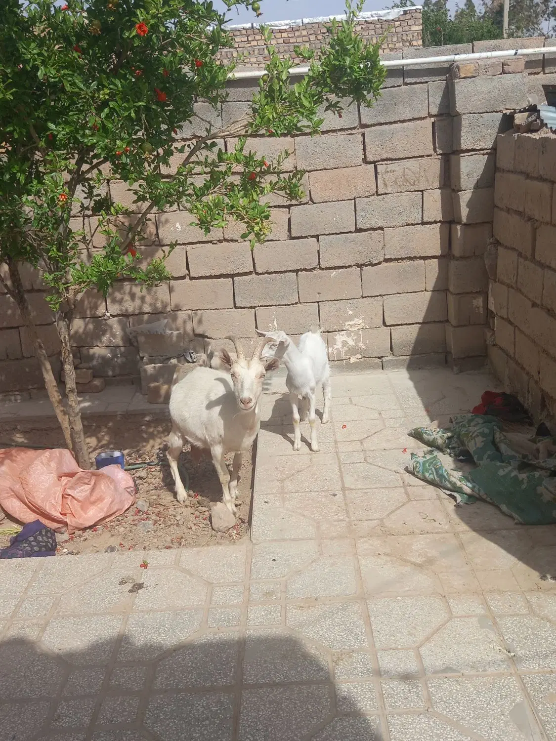 بزسانن|حیوانات مزرعه|سده (خراسان جنوبی), |دیوار
