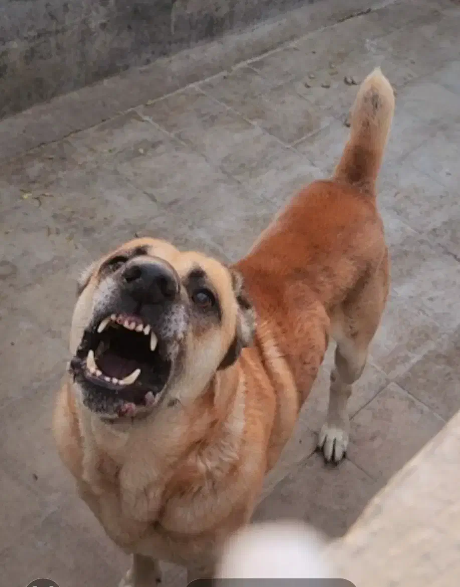 سگ نهگبان|سگ|بومهن, |دیوار