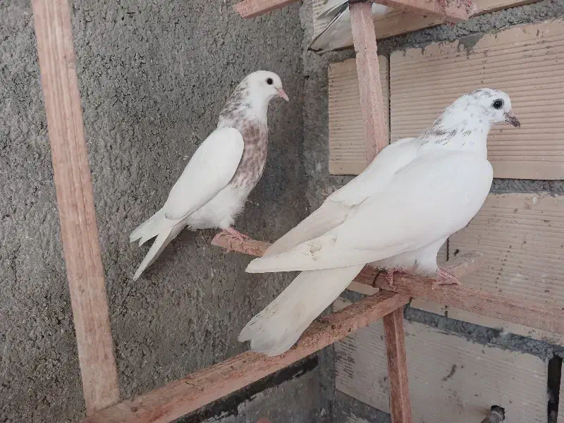 جوجه پرشی|پرنده|شاهرود, |دیوار