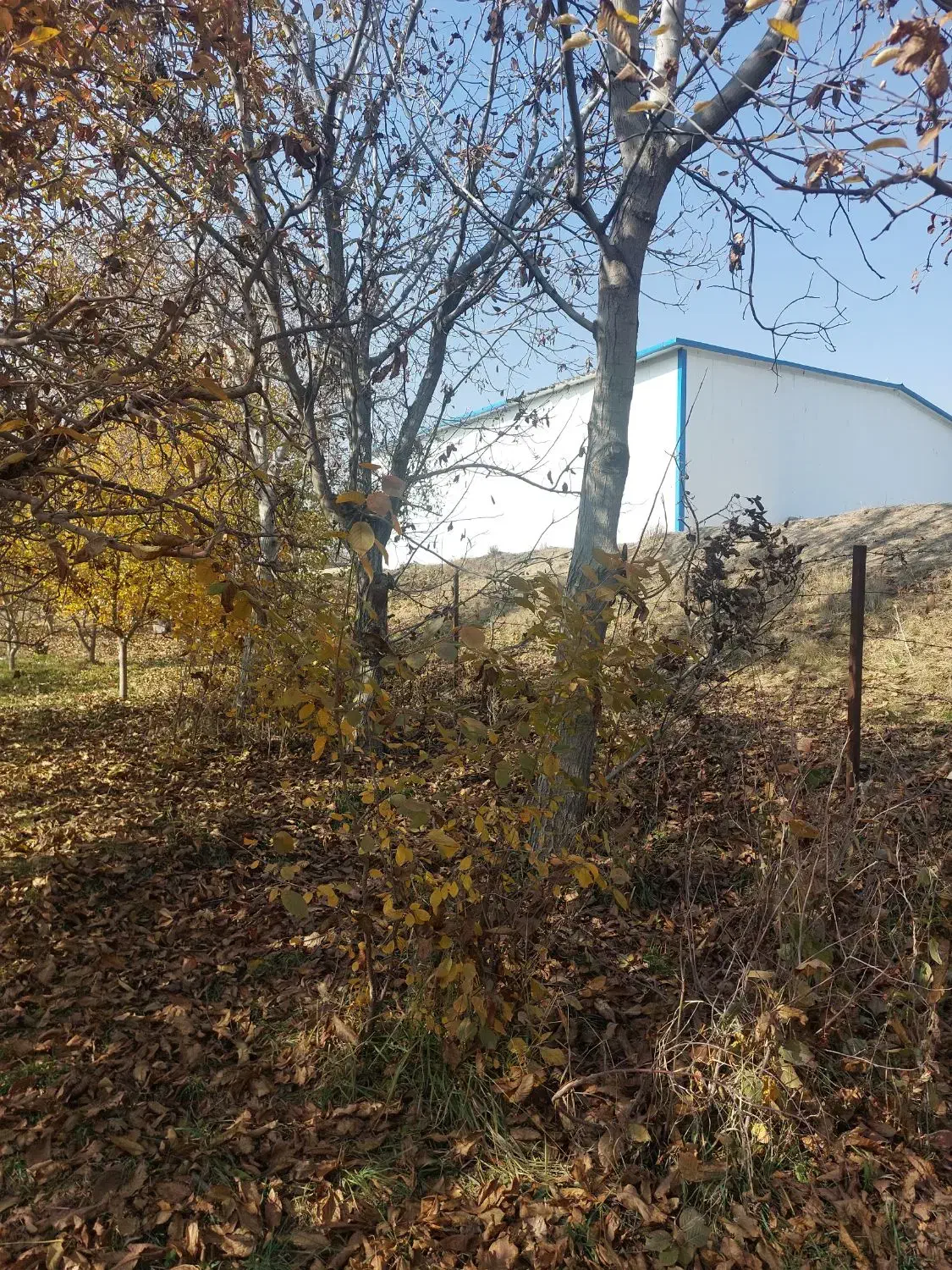 فروش ۱۵۰ درخت گردو|خدمات باغبانی و درختکاری|سلماس, |دیوار