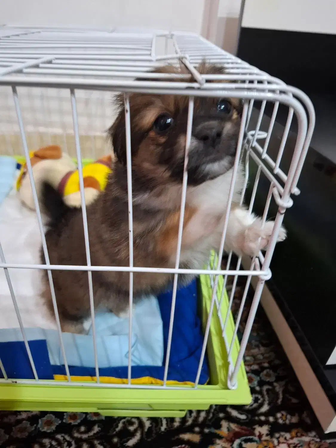 اشتیپز پامر بامزه و شیطون|سگ|شیراز, بهارستان|دیوار