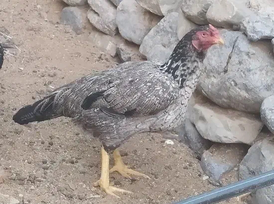 خروس وماکیان|حیوانات مزرعه|سراوان, |دیوار