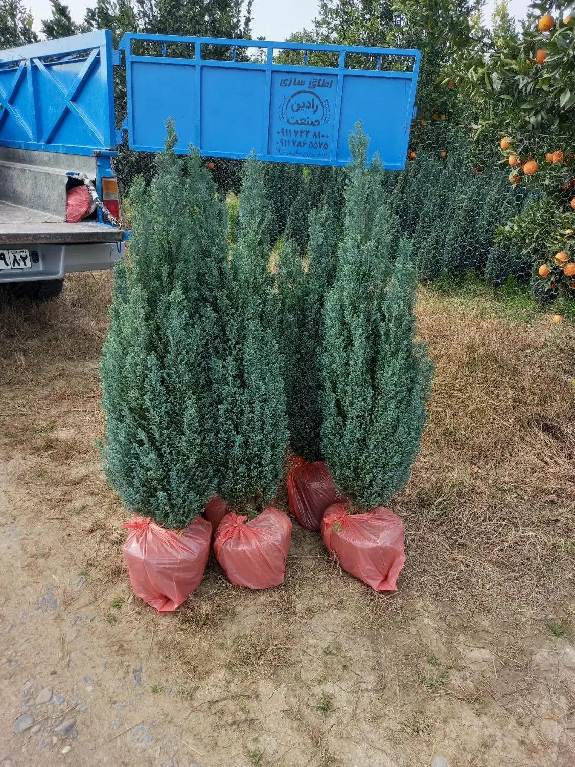 اریکا لوله‌ای|گل و گیاه طبیعی|شهرضا, |دیوار