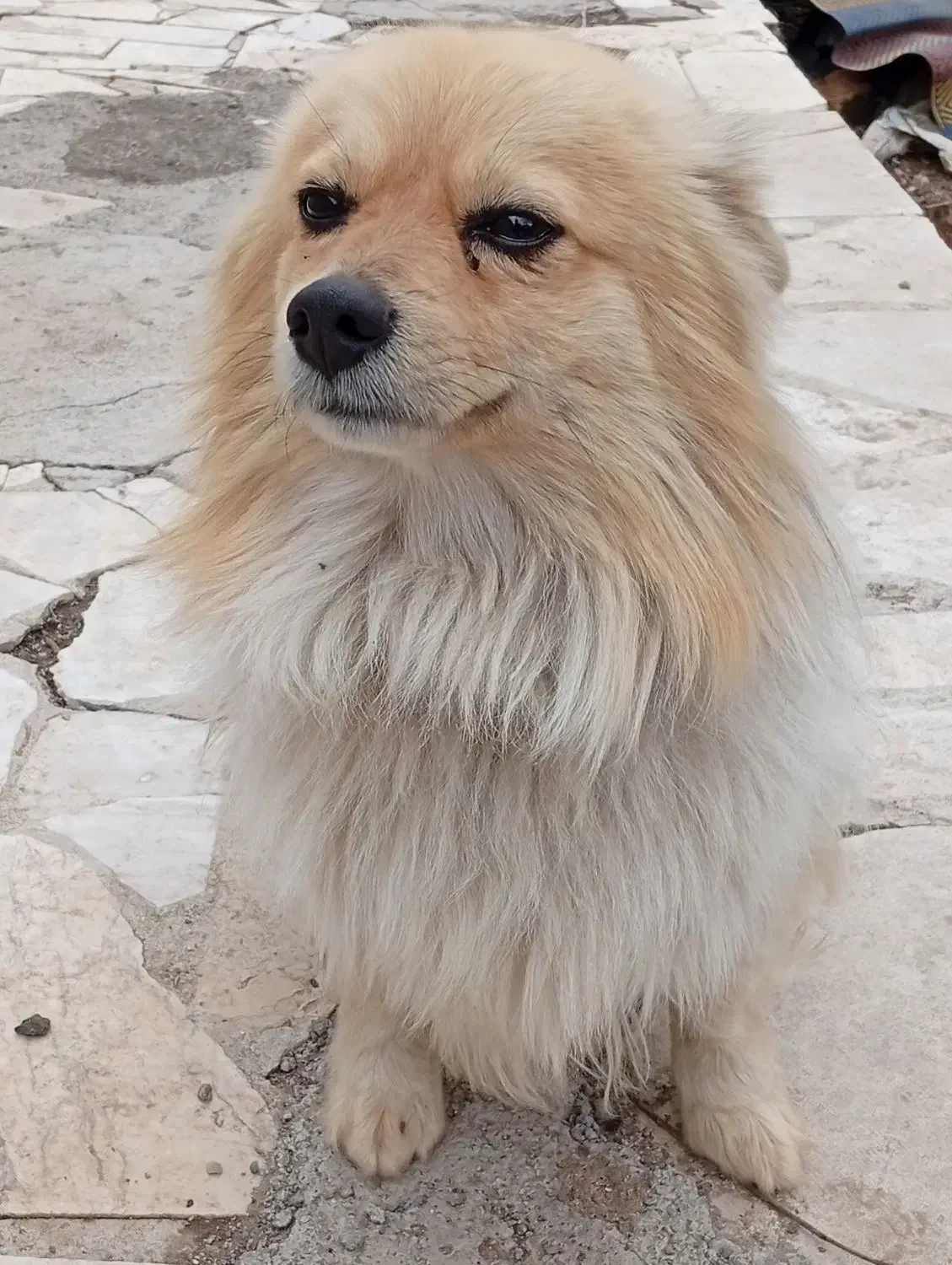 سگ پالمر|سگ|خمین, |دیوار