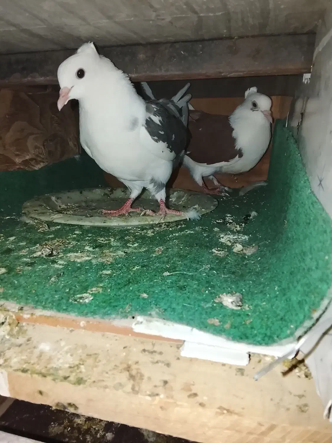 کبوتر|پرنده|قشم, |دیوار